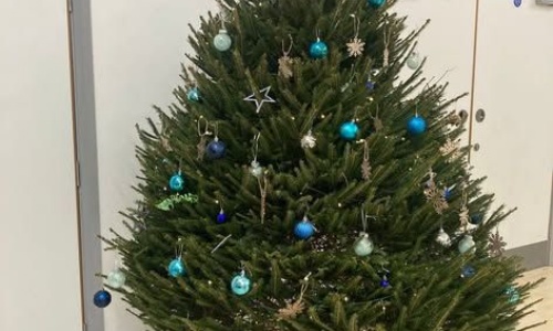 News » Oh Christmas Tree!
